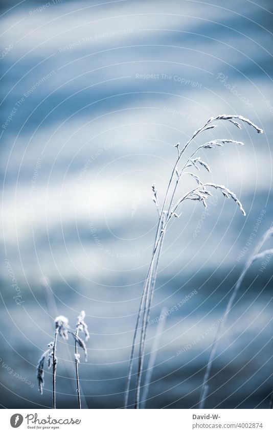 hoarfrost grasses in winter Winter Frost Cold Hoar frost chill onset of winter Freeze Frozen Blue Ice crystal Plant Weather