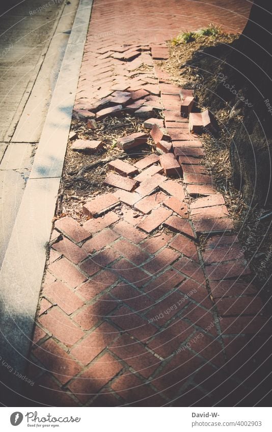 Sidewalk destroyed by roots of a tree off Broken Tree corrupted will strength Nature Street