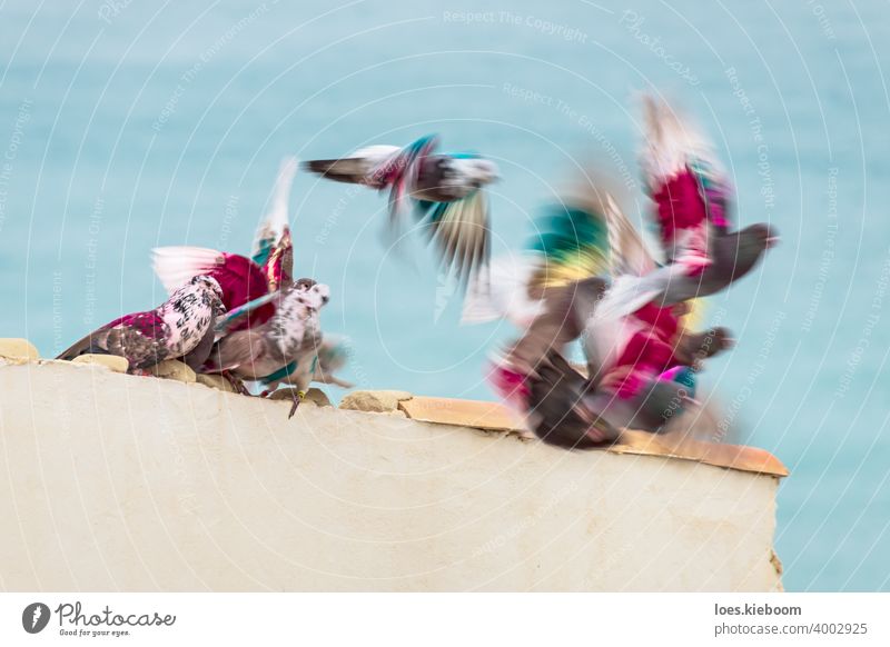 Group of colored post pigeons moving and flying from a roof in front of the ocean, Altea, Costa Blanca, Spain dove bird nature pink animal peace mail sky white