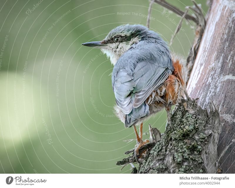 Kleiber observes the environment Eurasian nuthatch Sitta Europaea Bird Animal Wild animal Animal face Head Beak Eyes Grand piano Feather Plumed Claw Looking