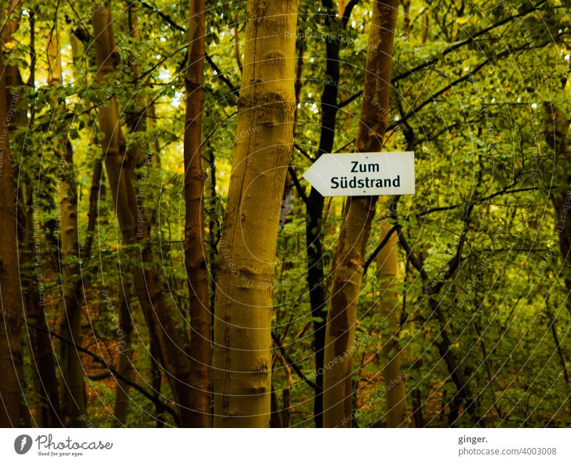 To the south beach - Small forest on Rügen, Baltic resort Sellin Road marking Arrow tribes trees Forest foliage branches Fastening Contrast Nature Exterior shot