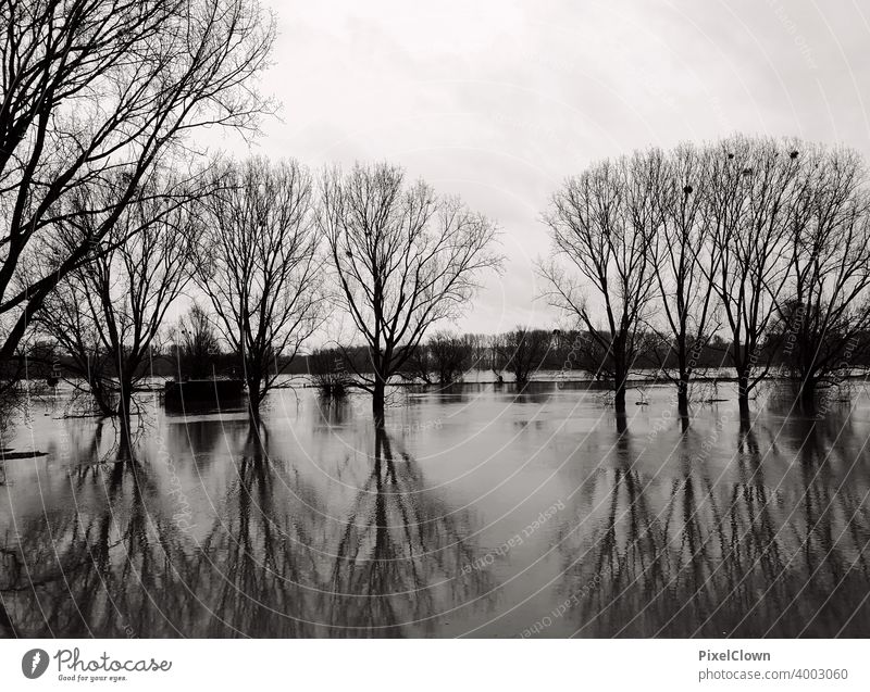 riverbank flooding Deluge Flood River Climate change Nature Environment Landscape Wet Exterior shot Bad weather Storm Tree Inundated River bank High tide