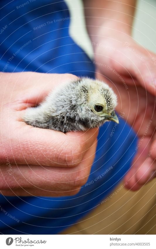 cute chick in the protective hands of a human. Chicken chick Hand stop guard sb./sth. Safety (feeling of) To hold on Trust Baby animal Cute Animal portrait
