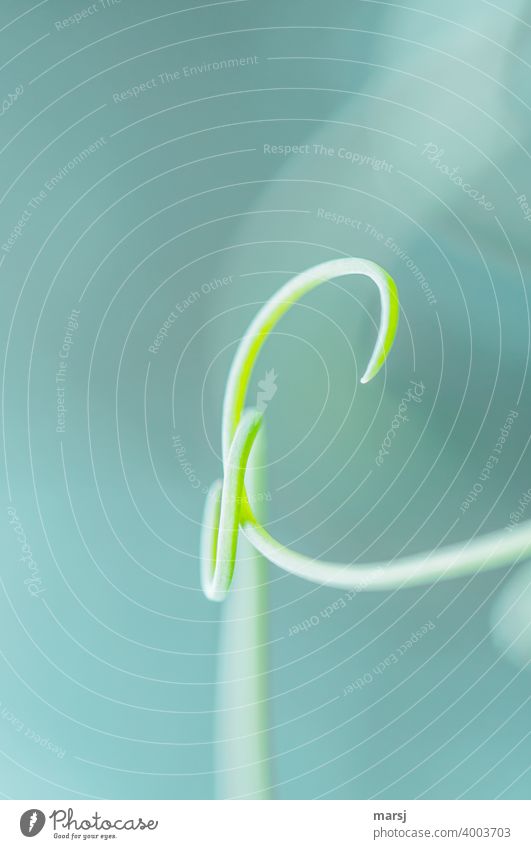 Connected and mutual security without clinging. Sprout tendrils that twist and seek support. shoot tendril Plant curling spirally Spiral Bow Esthetic
