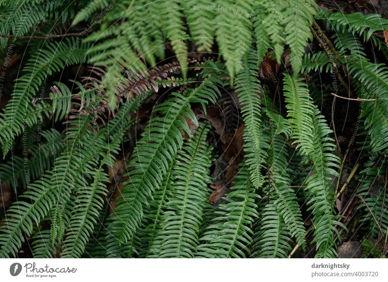 Green fresh fern in the forest after a rain Fern ferns herbaceous ForestDetail leaves green Virgin forest Pteridopsida Plant Colour photo Botany Fern leaf