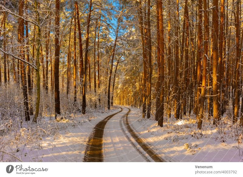 Forest Path In Winter With Snow The Sun Shines Through The Treetops To The Forest Floor Pine Forest A Royalty Free Stock Photo From Photocase