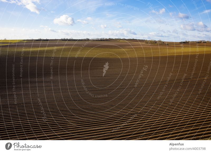 monoculture Agriculture Arable land Landscape Rural Asparagus Asparagus season Monoculture Monoculture farming Field Nature Exterior shot Agricultural crop Day