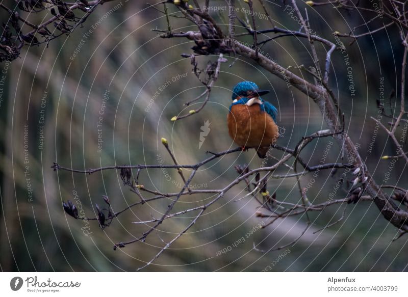 Frost crow from the front kingfisher Kingfisher Animal portrait Wild animal Colour photo Bird Beak Tree Shallow depth of field Freedom Deserted Exterior shot