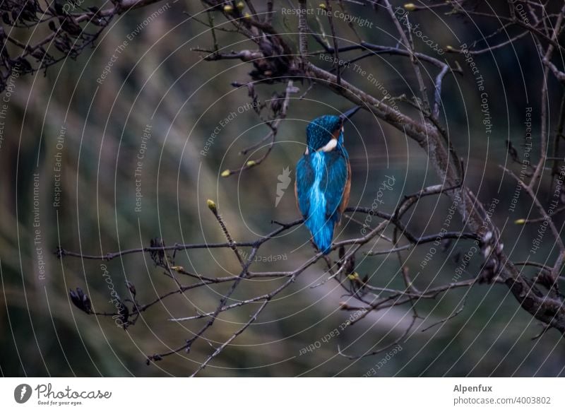 Frost crow from behind kingfisher Kingfisher Animal portrait Wild animal Colour photo Bird Beak Tree Shallow depth of field Freedom Deserted Exterior shot
