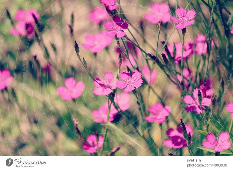 Maiden Pink or Heidenelke or Dianthus deltoides. Lots of Maiden Pink blooming buds on a sunny meadow on a summer day. Many pink wildflowers in a summer meadow. Floral pink green sunny wallpaper.