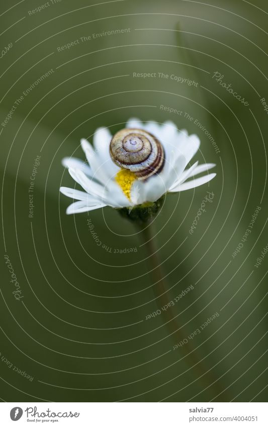 Daisy with snail Nature Plant Bellis Crumpet Small Blossom Macro (Extreme close-up) Spring Shallow depth of field Delicate Safety (feeling of)