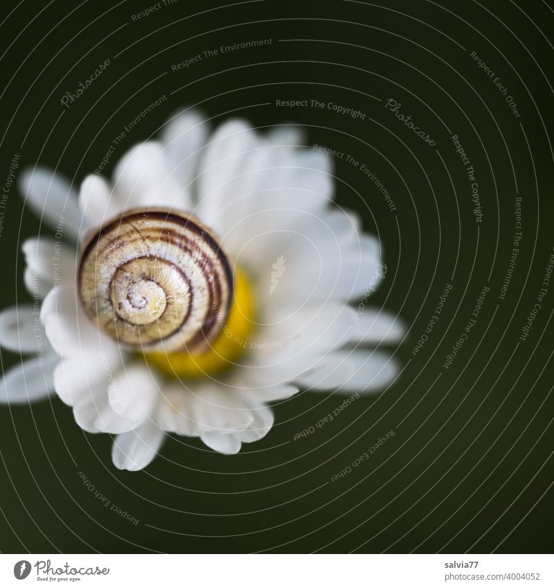 Snail shell and flower Nature Bellis Blossom Spiral Macro (Extreme close-up) Crumpet Shallow depth of field Structures and shapes Pattern Neutral Background