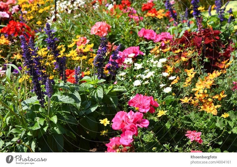 motley flower bed flowers plants Garden Summer Flowerbed blossoms pink Red Yellow Green White color variegated Gardener garden show plant variety July August