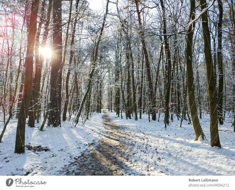 a snowy forest, the sun shines through the trees Forest Snow Winter winter sunshine Frost Ice Window quick-frozen off panorama ice crystals Deciduous forest