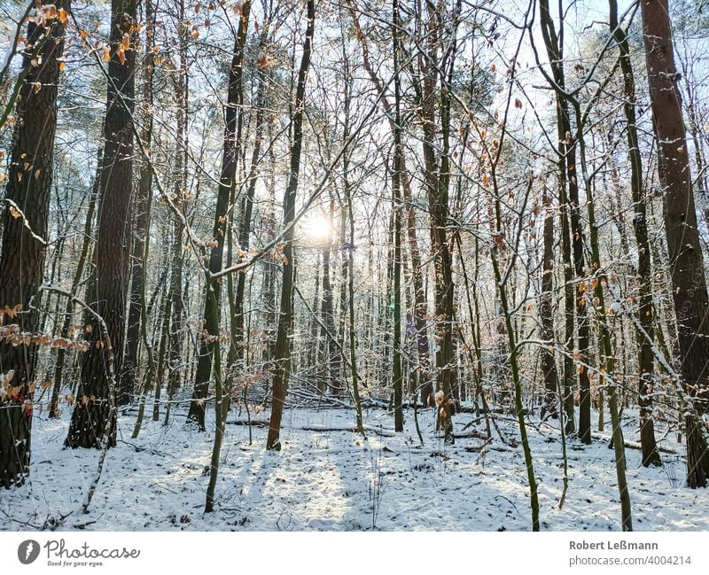 a wintry forest, with a lot of snow Forest Snow Winter trees winter sunshine Frost Ice Window quick-frozen off panorama ice crystals Deciduous forest background