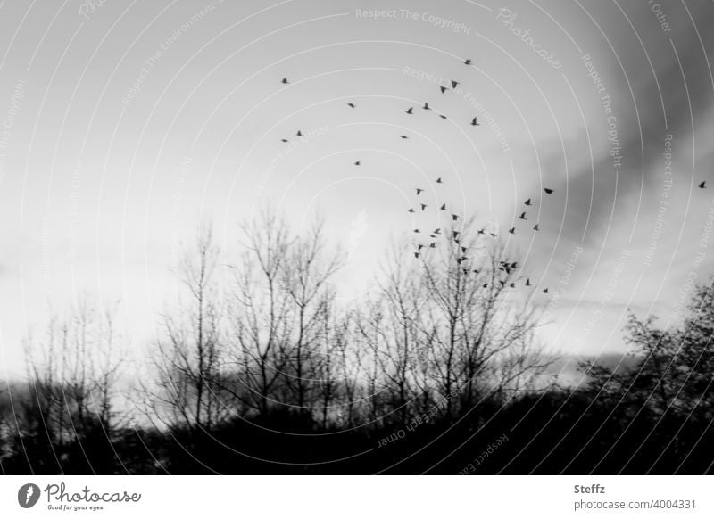the longing flies with birds Flight of the birds Birds fly Flock of birds Longing fascination search for meaning Nordic Ease melancholy melancholically