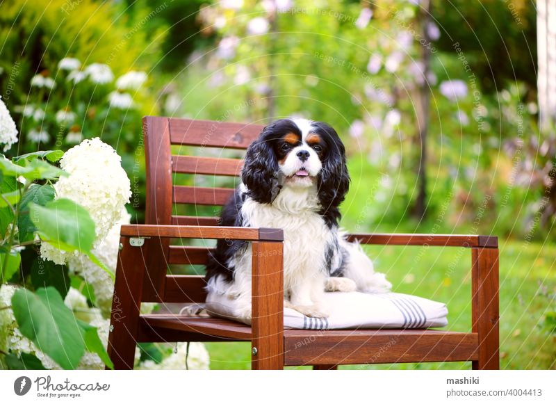 cavalier king charles spaniel dog relaxing outdoor in summer garden, sitting on wooden chair pet purebred animal white portrait breed adorable cute domestic