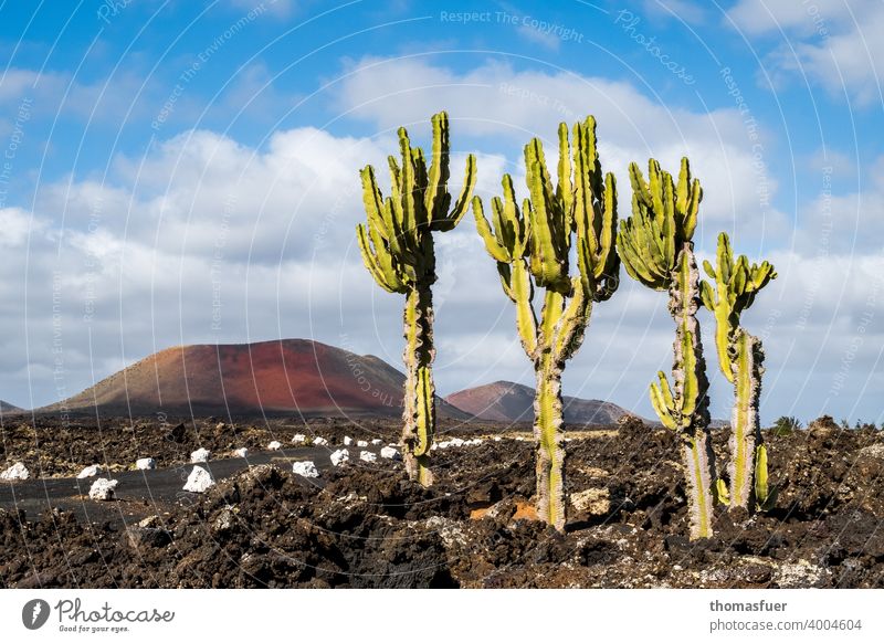 Cacti on Lanzarote on the way with volcano and lava Panorama (View) Shadow Light Day Exterior shot Colour photo Moody Calm Nature Adventure Climate Horizon
