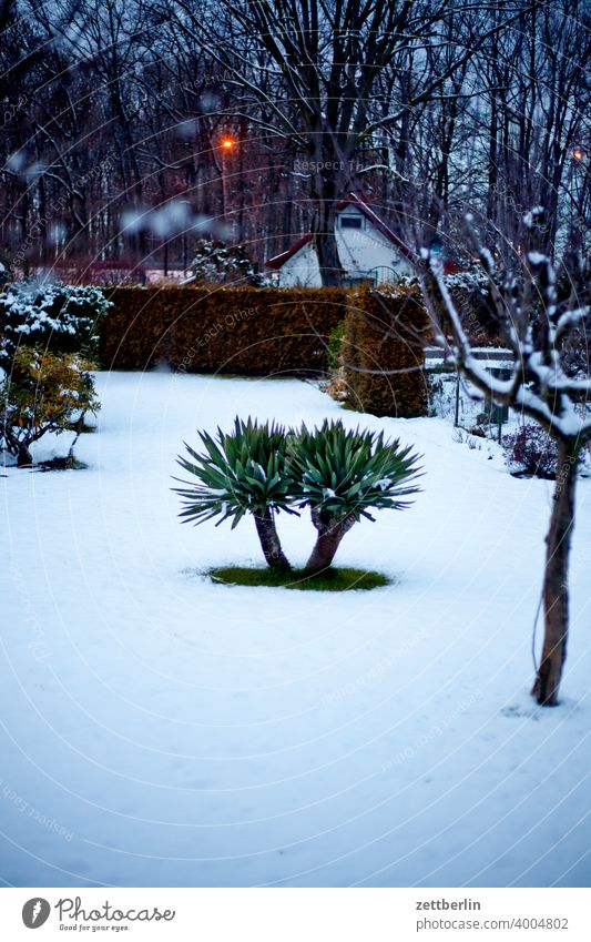 Yucca in winter in the evening Branch Tree Relaxation holidays Garden allotment Garden allotments Deserted Nature Plant tranquillity Snow Snow layer Garden plot