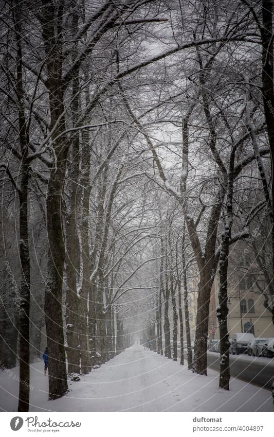 Alley with snow covered trees in winter Winter Snow White urban Town Freeze Ice Cold Snowfall Snowflake Exterior shot avenue trees Frost Weather Bad weather