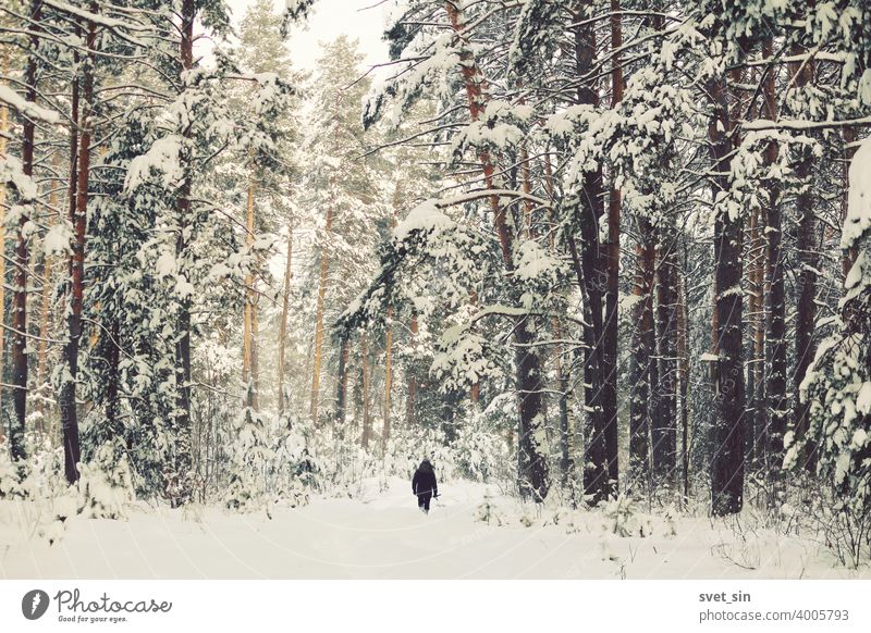 Black small figure of a man with a child on his shoulders walking in a snowy winter pine forest. abstract alone art backdrop background beautiful black branch