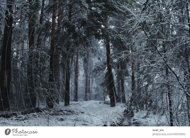 Snowfall in the pine forest. Mystical fairytale winter forest landscape in a snow storm. Snow-covered road in a pine forest. background beautiful black branch