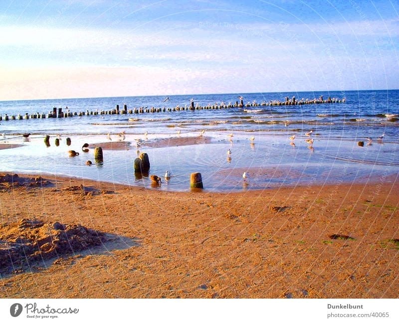 Seagulls by the sea Ocean Beach Transport Baltic Sea Sand seagulls