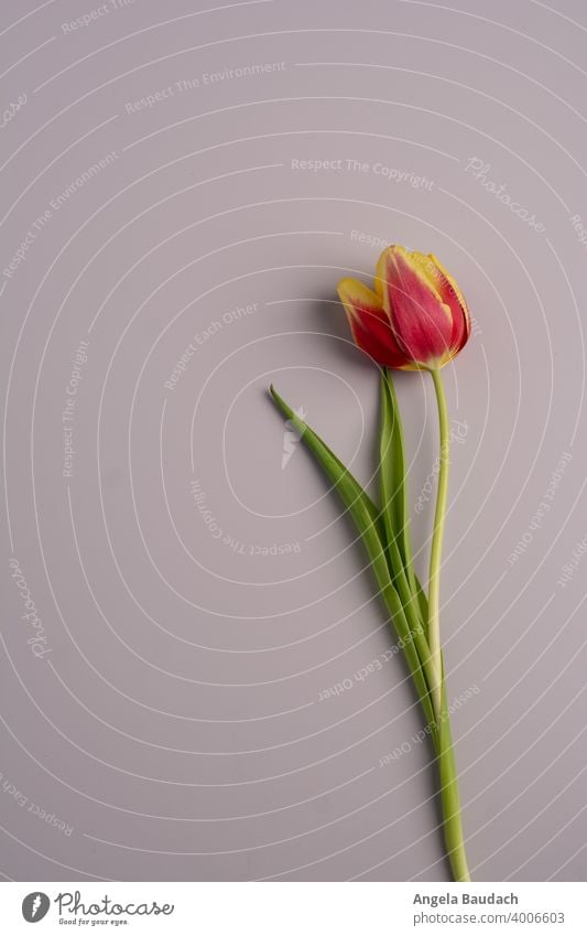 single red and yellow tulip on gray background in springtime Tulip tulips Blossom Tulip blossom Flower flowers Bouquet Spring Fragrance Odor Fresh lenz Gift