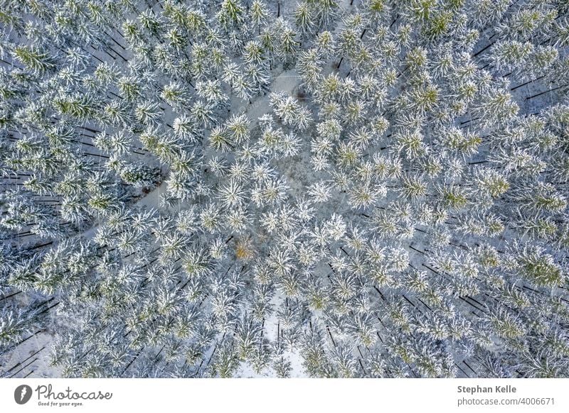 Aerial Drone View of Snow Covered Evergreen Christmas Tree Forest after Snow Blizzard - white beautiful treetops. nature winter snow background top down climate