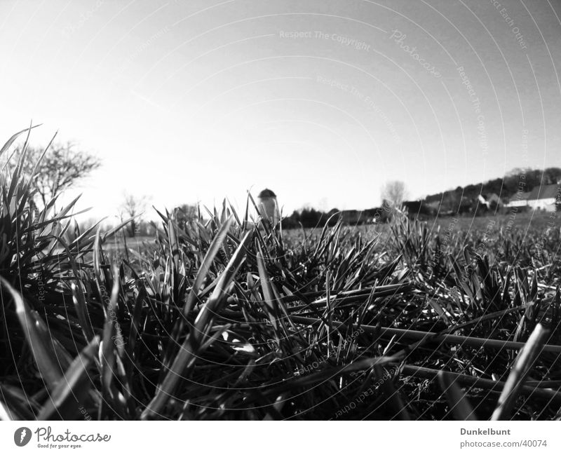 Elbwiesen b/w Meadow Green Grass Mill Flood Elbe elb pastures