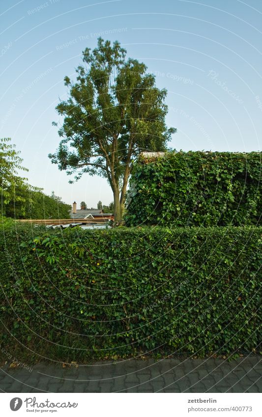 Two hedges, one tree Summer Living or residing Flat (apartment) Garden Environment Nature Plant Climate Weather Beautiful weather Tree Park Small Town Outskirts