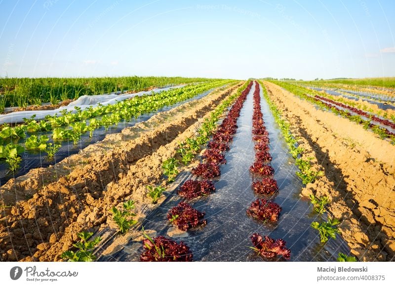 Organic vegetable farm field with patches covered with plastic mulch at sunset. eco agriculture food organic foil industry plasticulture lettuce celery produce