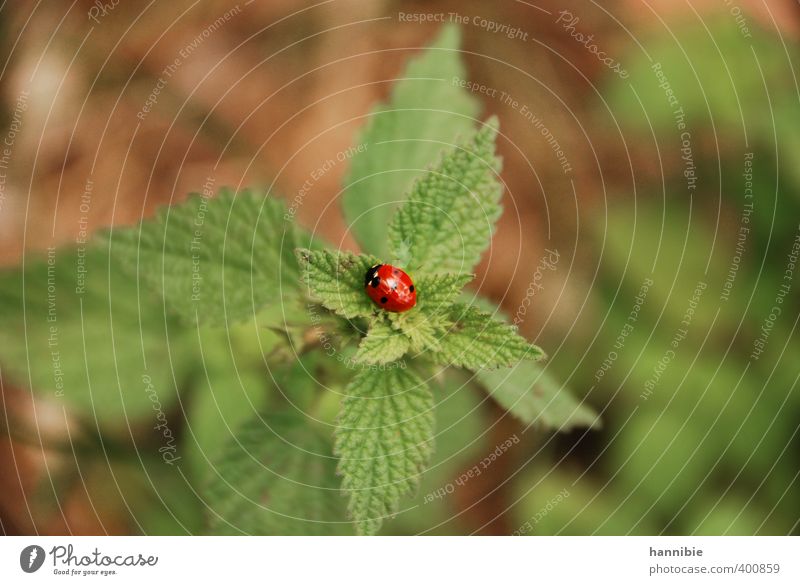 ...brings happiness... Nature Plant Animal Farm animal Beetle 1 Friendliness Glittering Small Round Green Red Black Ladybird Leaf Colour photo Multicoloured