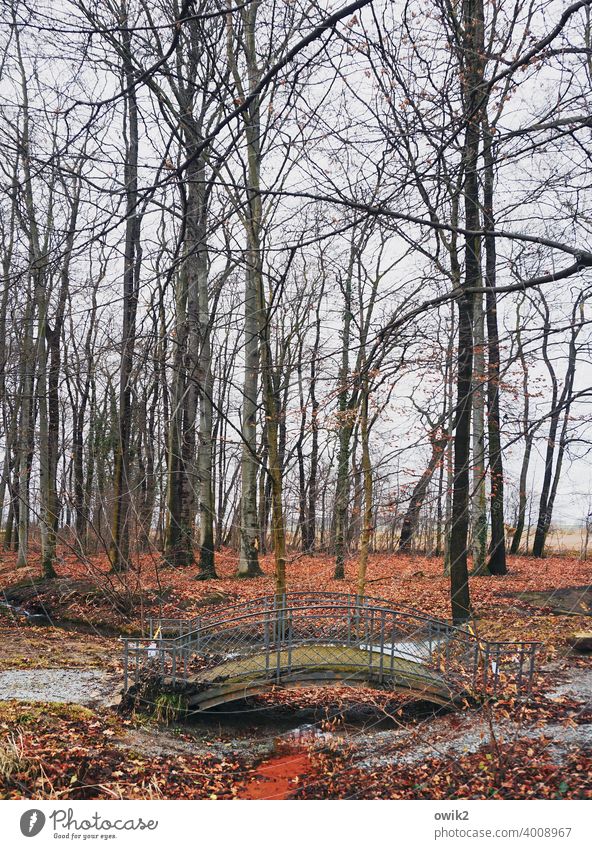 flexed Park Bridge Bridge railing Arched bridge Curved plants trees Exterior shot Colour photo Elegant Deserted Tree Nature Idyll Forest Plant Landscape Day Sky