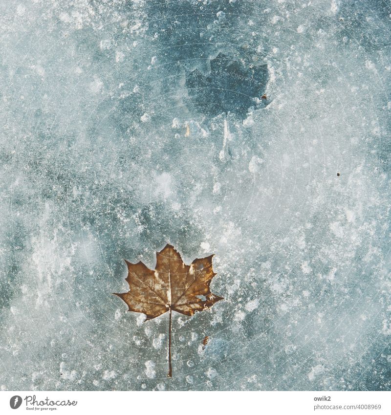 Durable Leaf Winter Solidify Frozen Ice floe Idyll Loneliness Calm Wait Cold Freeze Lake Water Purity Humble Grief Transience Exterior shot Surface of water