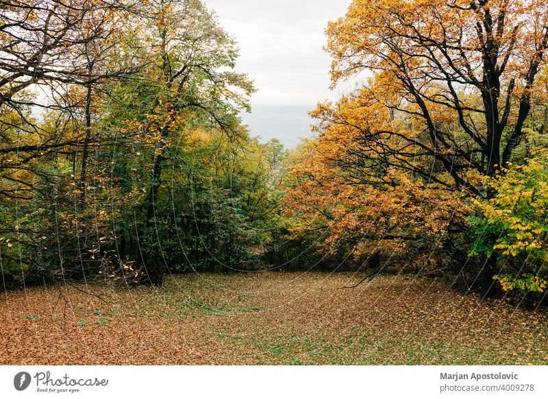 View of the forest in autumn adventure background beautiful beech branch color colorful day environment europe explore fall foliage forestry golden green