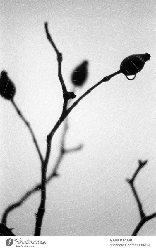 Drops on rosehip Analog Analogue photo black-and-white Black & white photo White rose hip flora Branchage Winter Water Drops of water Exterior shot Nature Wet