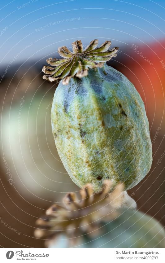 Poppy pods of the Oriental poppy, Papaver orientale Oriental Poppy fruit mature