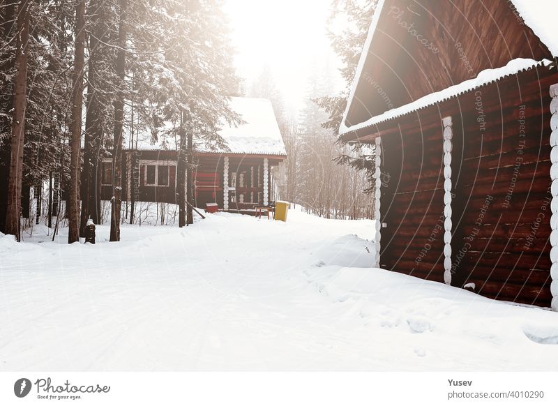 Wooden house between trees in the winter forest. Log cottage. Housing made from natural building materials. Eco-friendly construction. wooden log cabin housing