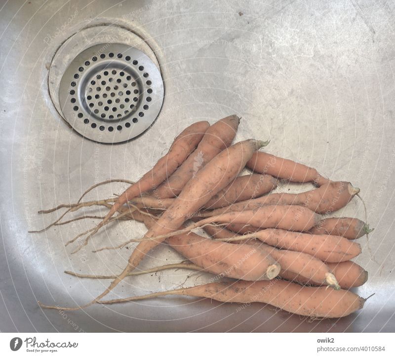 Thick roots carrots Sink Cleaning Wash Kitchen Organic produce Orange food Nutrition food products Vegetable cleaning Colour photo Healthy Eating Interior shot