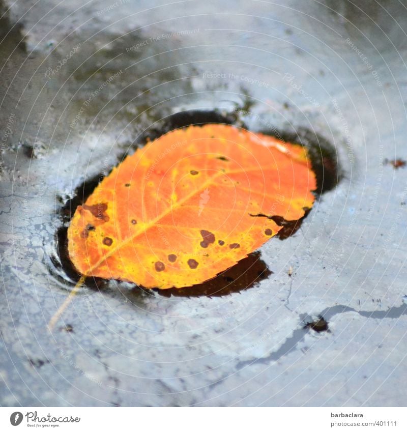 Expiration date exceeded | but well preserved Water Autumn Plant Leaf Swimming & Bathing Authentic Firm Fluid Wet Blue Orange Nature Survive Environment