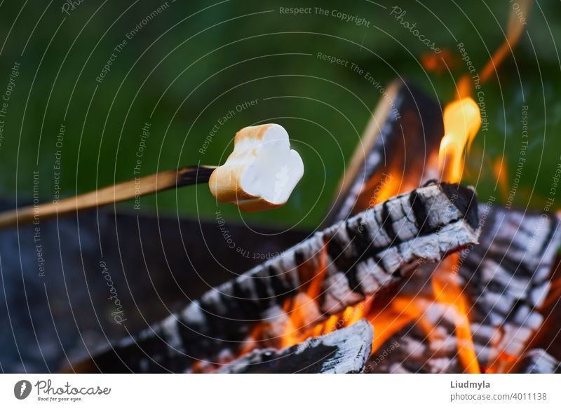 Marshmallow roasting over the fire flames. Marshmallow on skewers roasted on bonfire adventure background barbecue camp campfire candy chewy closeup confection