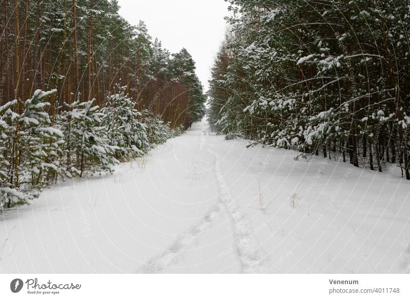 Forest trail in Germany in winter with a lot of snow,Traces of people in the snow Forest path forest woods tree trees grass branch branches nature lumbering