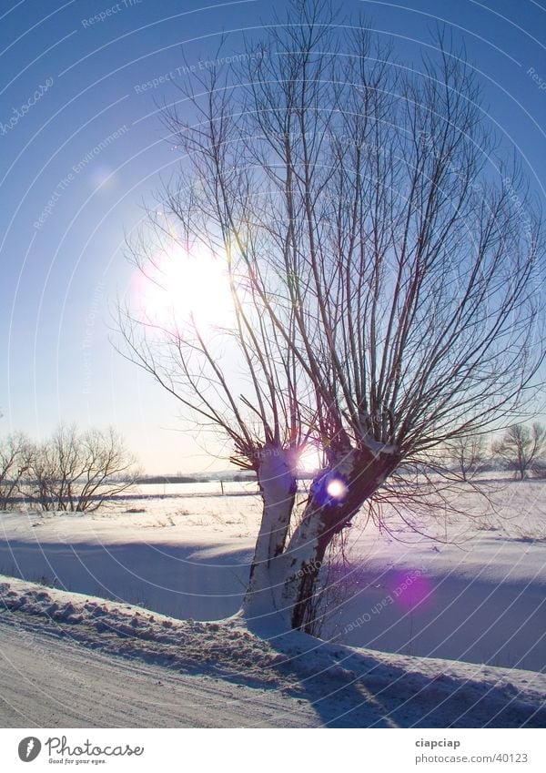 alone tree Winter Snow Sun