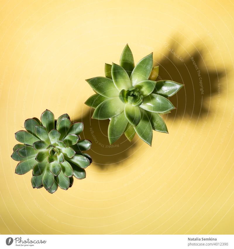 Two green cactus succulent plants with shadows laid out on diagonal on pastel yellow background. Top view. home plant houseplant flower top view minimal
