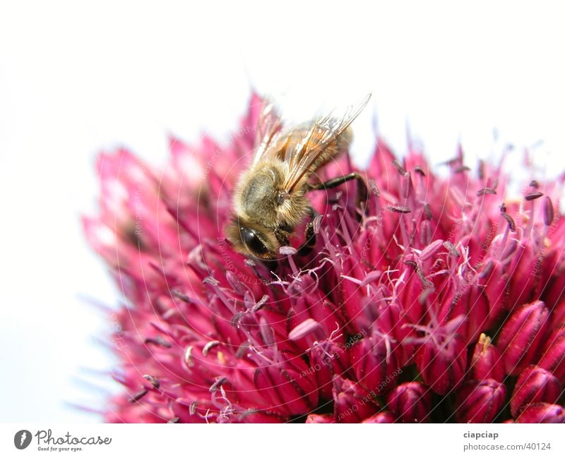 bee Bee Flower Plant Sprinkle Nature