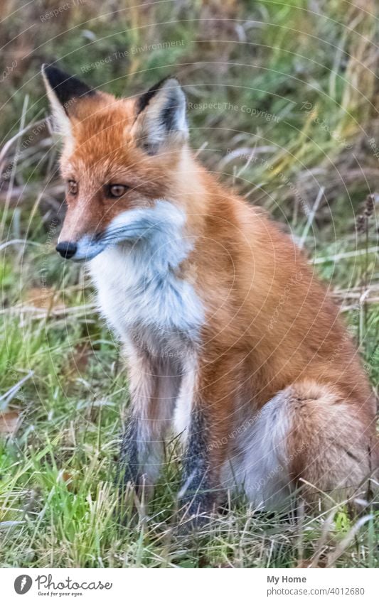 Gretchen Fox Animal - a Royalty Free Stock Photo from Photocase