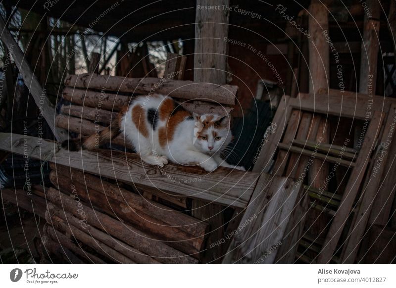 cat sharpening it's nails on a wooden door frame Nature cat pose cat stare country side animal photography outside cat country cat Multicoloured