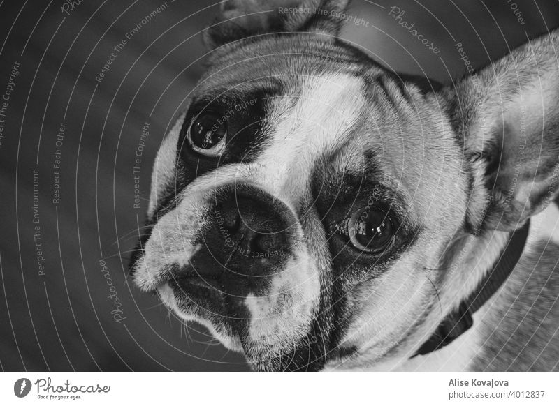 french bulldog looking at the camera in black and white dog face animal portrait Animal Pet Cute watching watch me staring