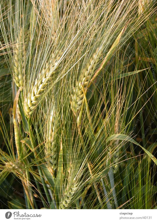 wheat Wheat Plant Flower Summer Harvest